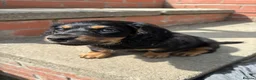 Miniature Dachshund dogs for sale: Miniature Dachshund - Advert 4