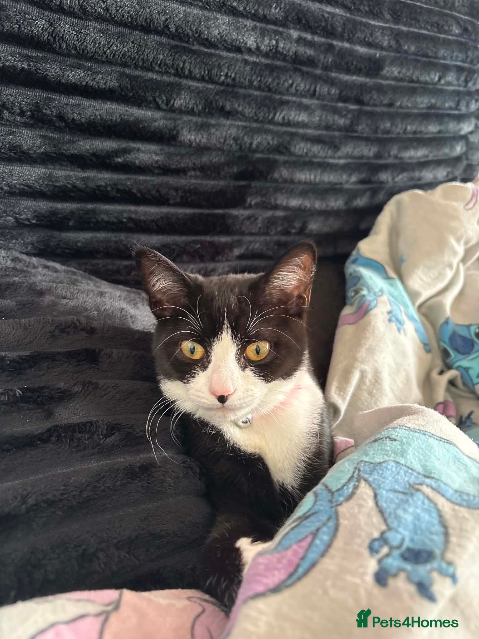 Mixed Breed cats 6 month old kitten - Advert 1