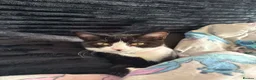 Mixed Breed cats for sale: 6 month old kitten - Advert 1