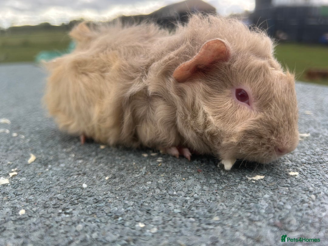 Abyssinian Guinea Lunkarya Guinea Pig For Sale Near Me Long Haired