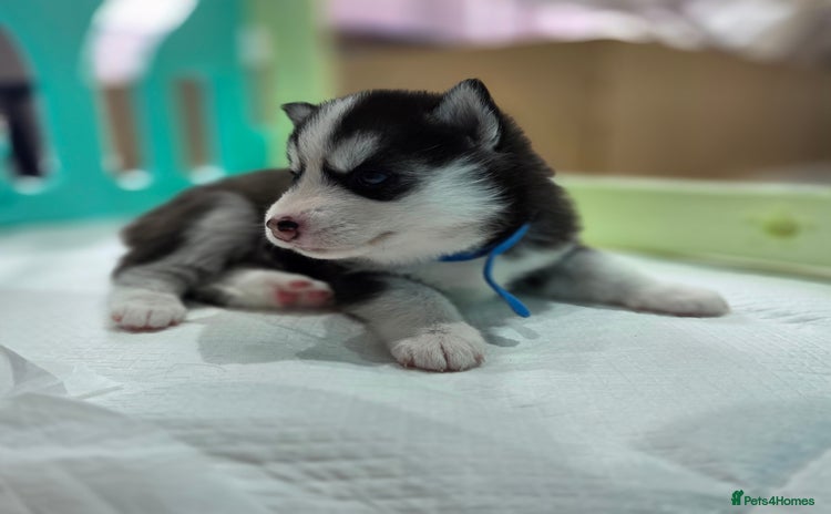 Pomsky dogs - Advert 2