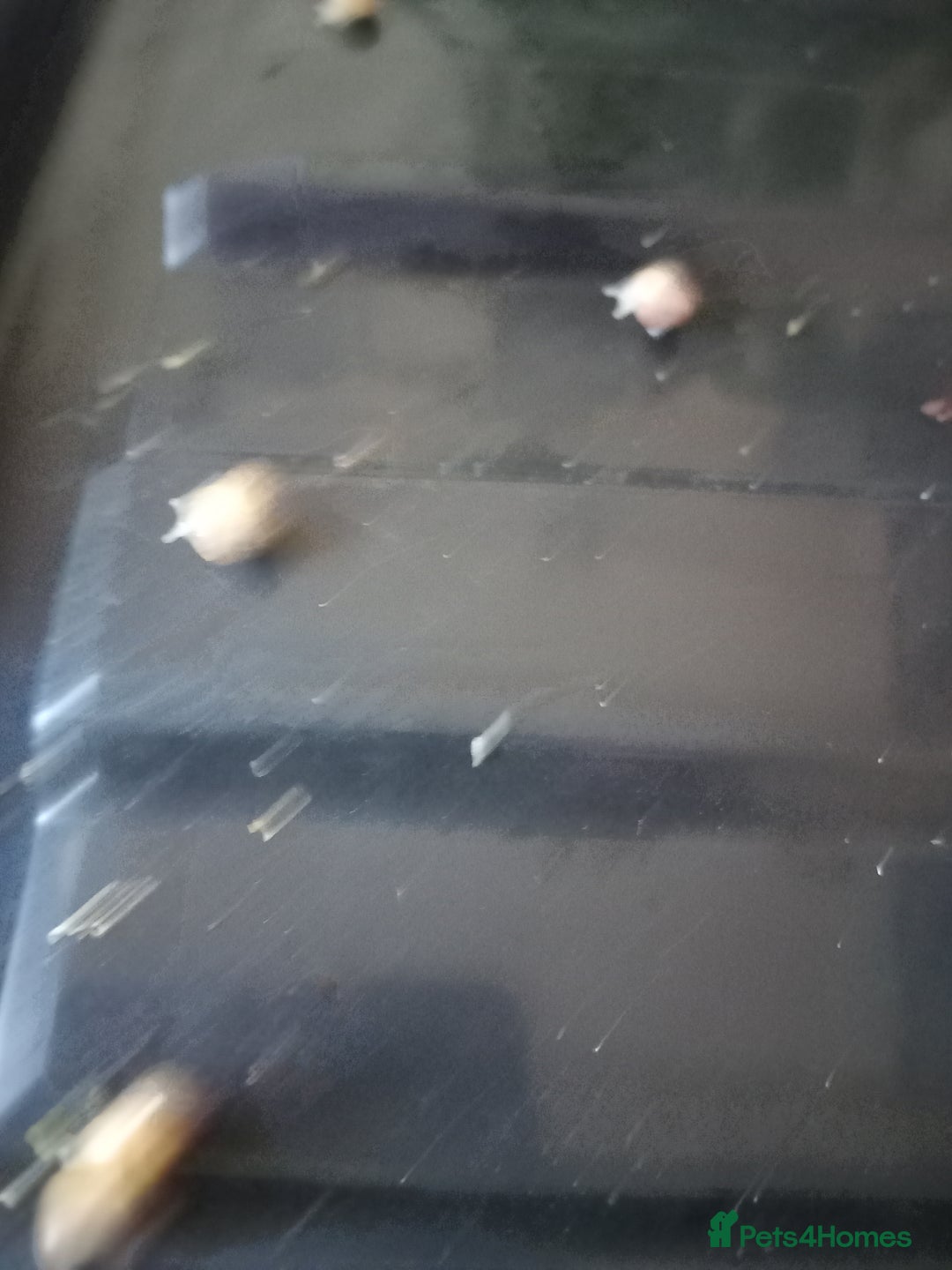 Snails invertebrates for sale: Albino giant African land snails- Fulica - Advert 15