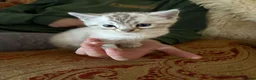 Bengal cats for sale: RARE Snow lynx Clouded glittery bengal kittens in Bishop Auckland - Advert 7