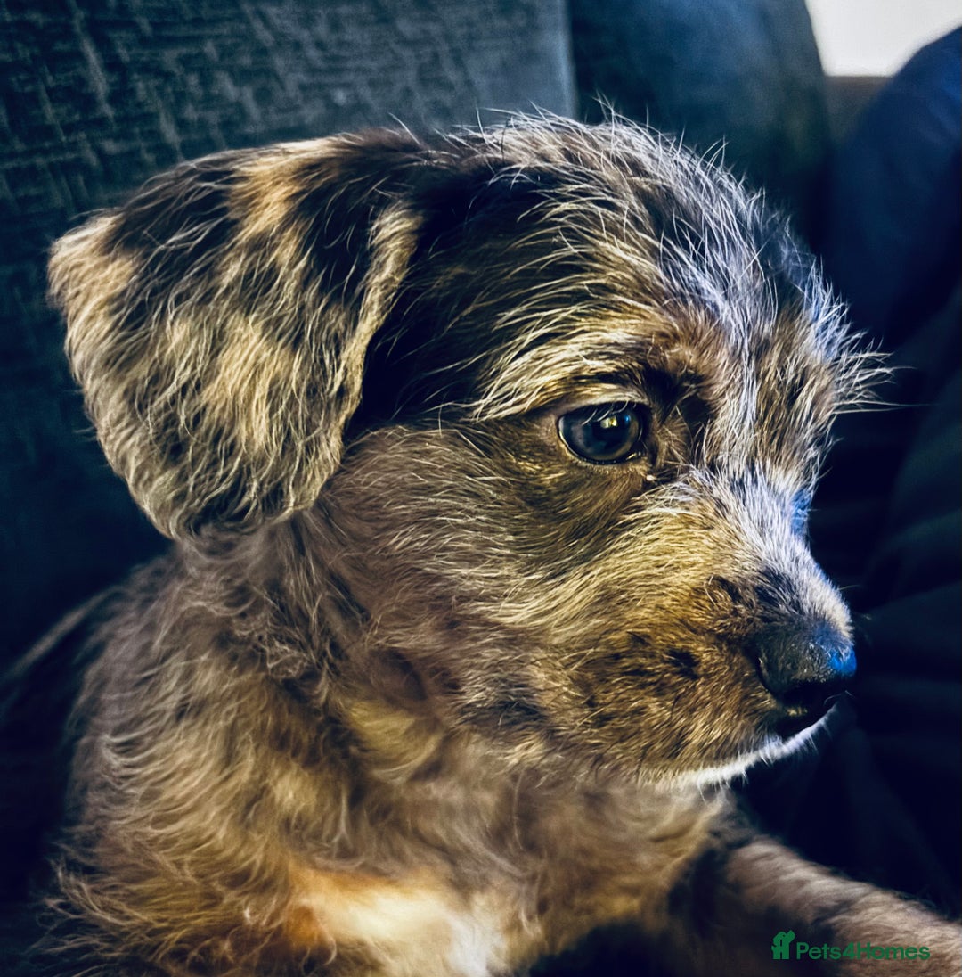 Mixed Breed dogs for sale: Stunning Cockerpoo x cavalier King Charle spaniel  - Advert 2