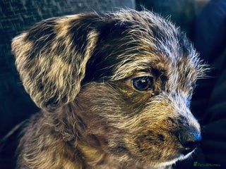 Mixed Breed dogs Stunning Cockerpoo x cavalier King Charle spaniel - Advert 8