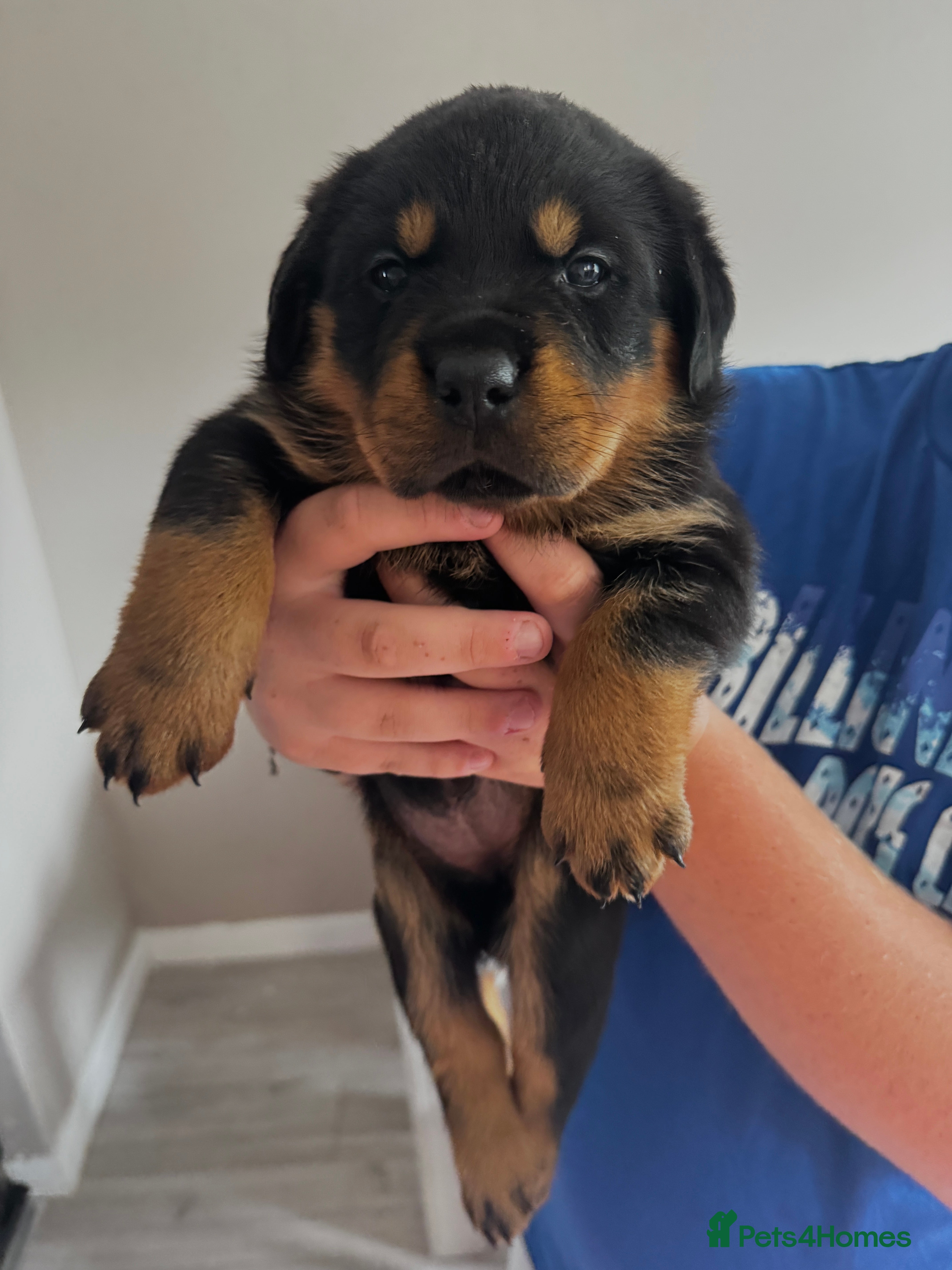 Rottweiler dogs     Gorgeous Chunky Rottweiler Puppies  - Advert 1