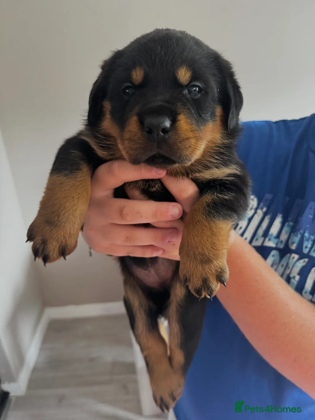 Rottweiler dogs for sale:     Gorgeous Chunky Rottweiler Puppies  - Advert 1