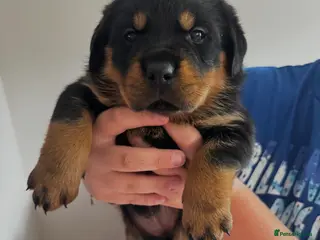 Rottweiler dogs Gorgeous Chunky Rottweiler Puppies - Advert 3