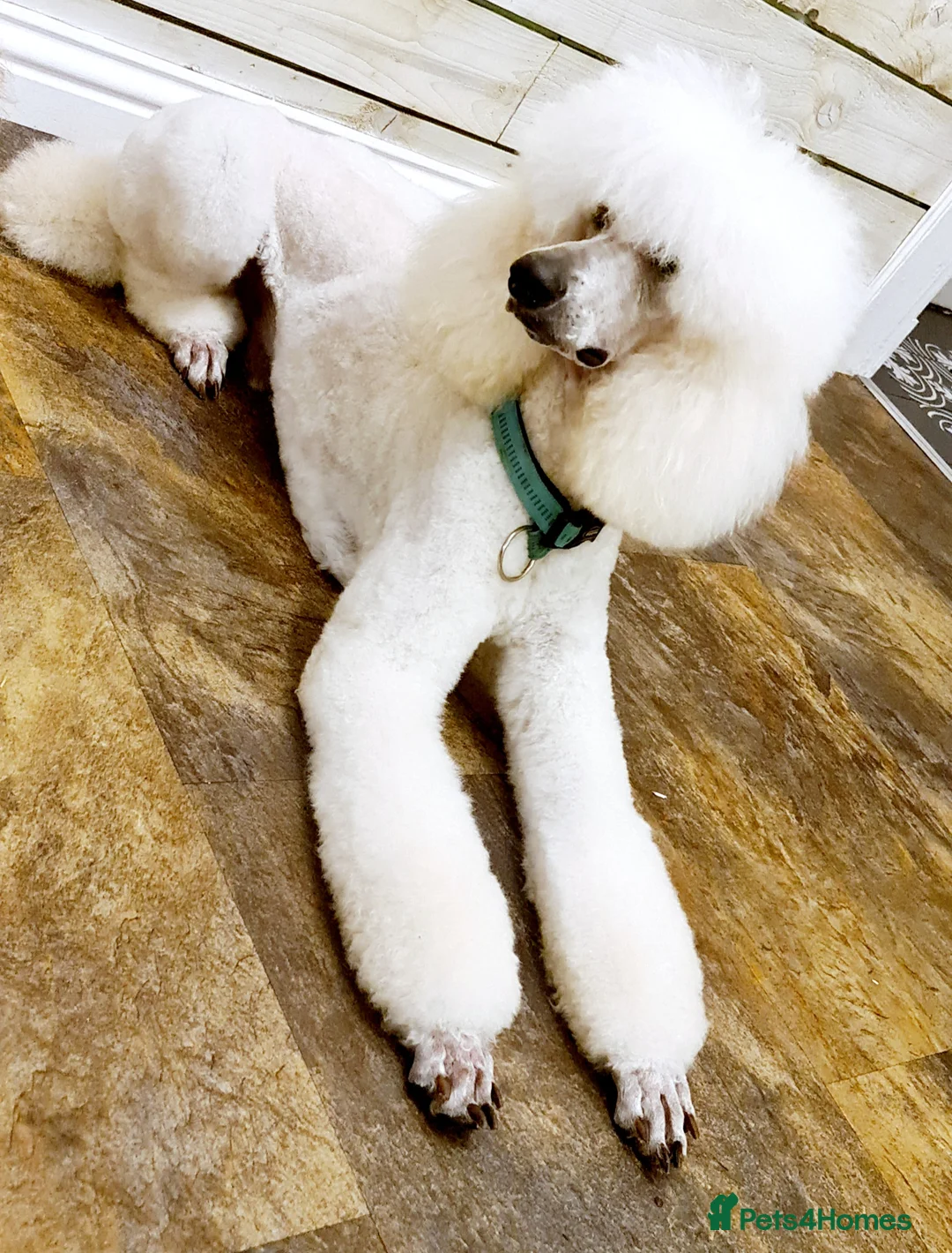 Standard Poodle dogs for stud: Standard Poodle Stud Dog - Int. champion bloodline in Ayr - Advert 5