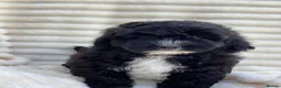 Shihpoo dogs for sale: Health Tested,READY TO GO - Advert 20