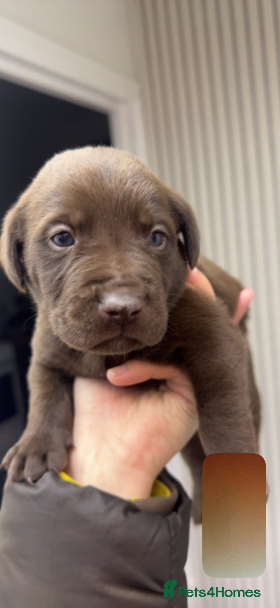Mixed Breed dogs for sale: Shar Pei cross breed X Labrador Puppies  - Advert 2