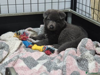 German Shepherd dogs Ready now fully vaccinated german shepherd puppies - Advert 2