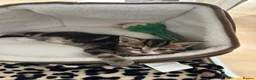 Mixed Breed cats for sale: Beautiful tabby kittens for sale - Advert 9
