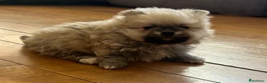 Pomeranian Puppy 1 Teddy