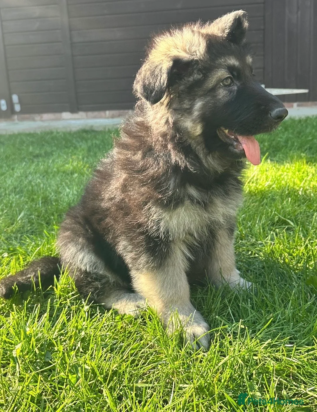 German Shepherd dogs for sale: 5 boy German shepherd puppies  - Advert 40