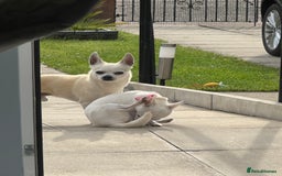 Chihuahua dogs for sale: For sale  - Image 8