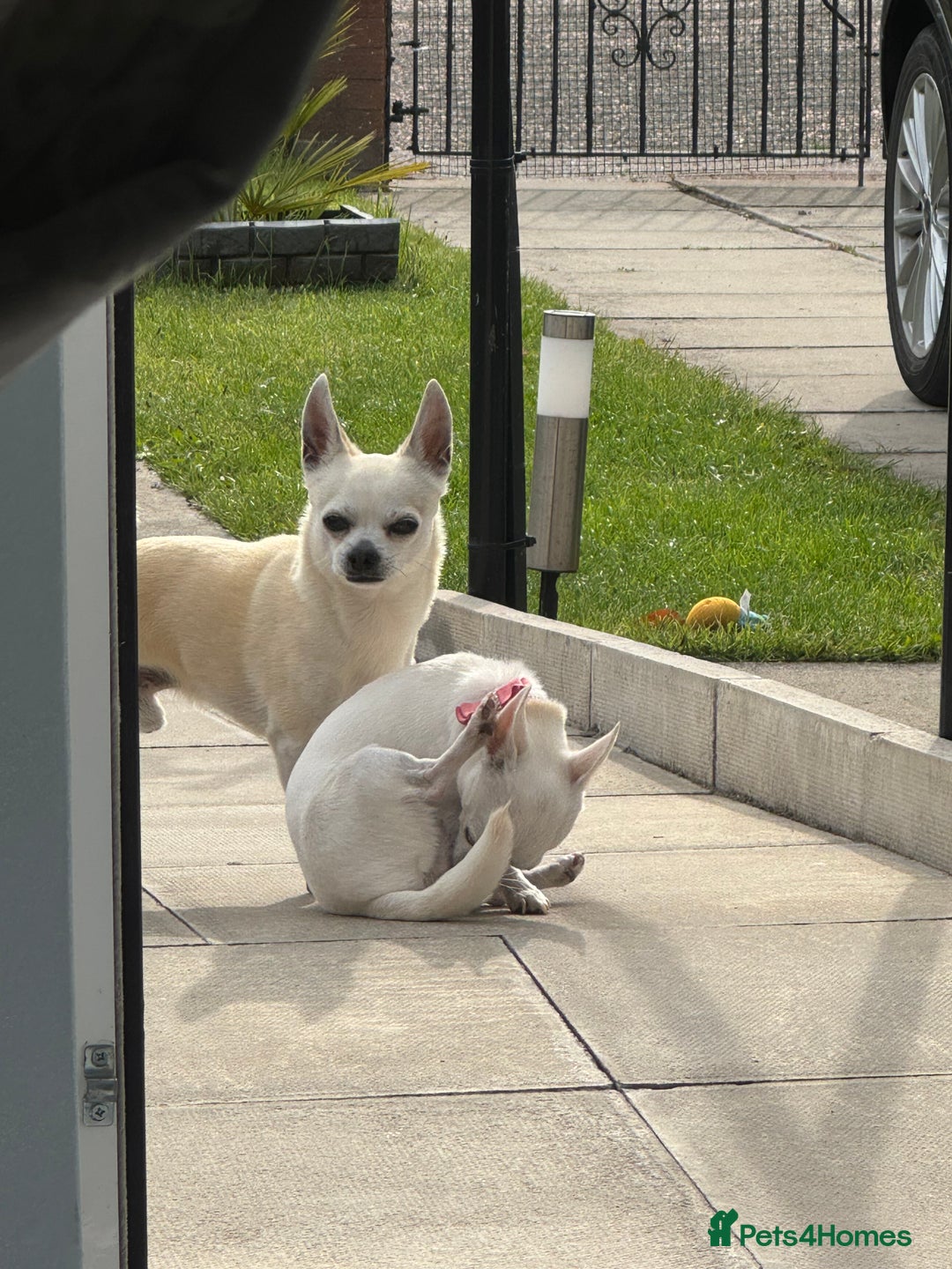 Chihuahua dogs for sale: For sale  - Image 8