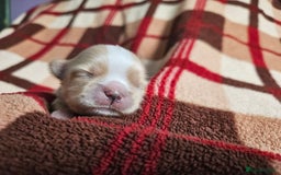 Shih Tzu dogs for sale: Quality Imperial Shih tzu babies - Advert 14