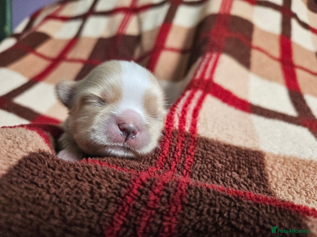 Shih Tzu dogs for sale: Quality Imperial Shih tzu babies - Advert 14