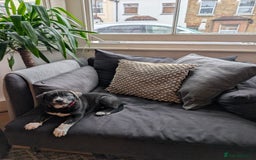 Mixed Breed dogs for sale: Two beautiful Staffy x Husky puppies  - Image 7