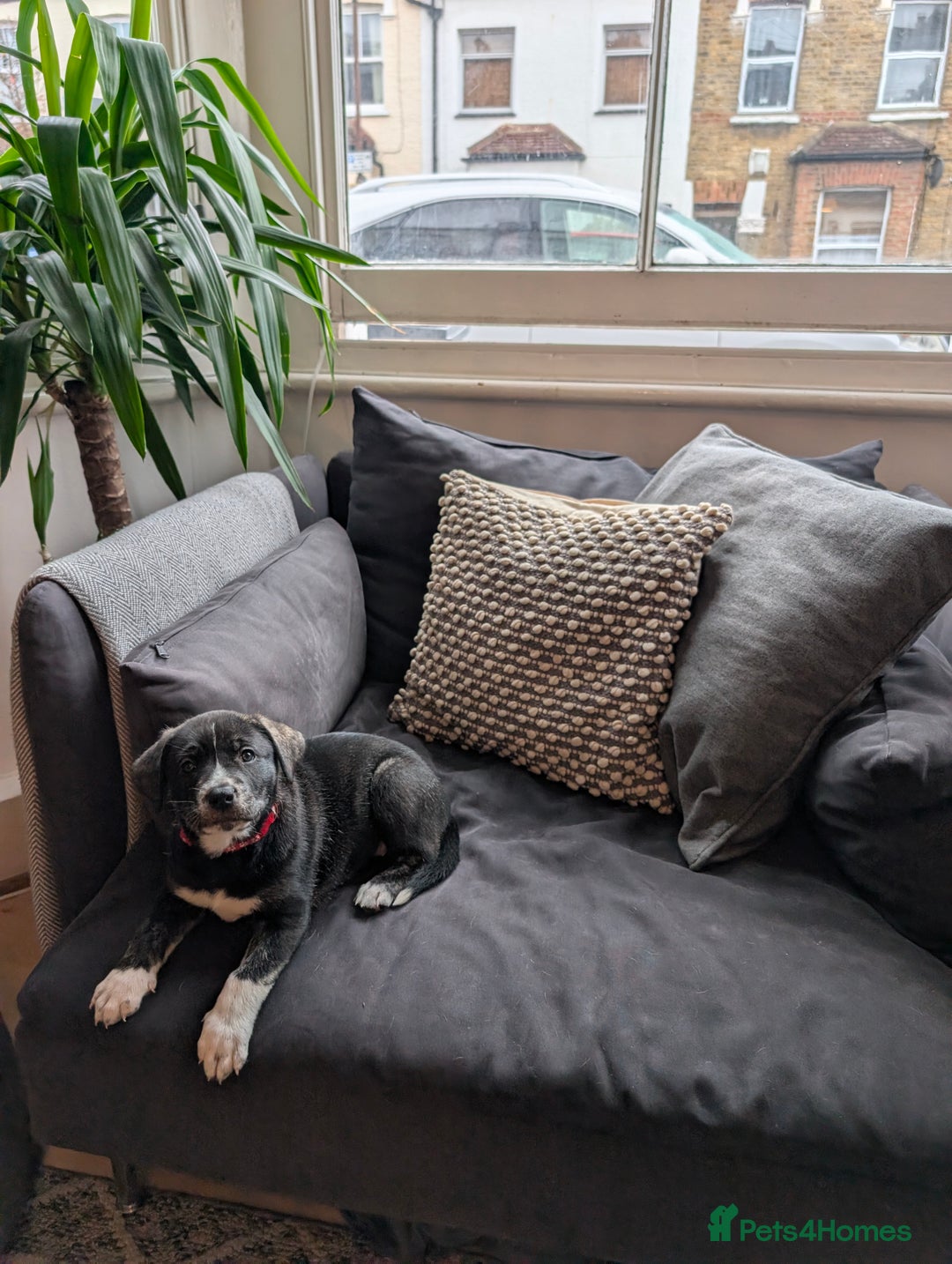 Mixed Breed dogs for sale: Two beautiful Staffy x Husky puppies  - Image 7