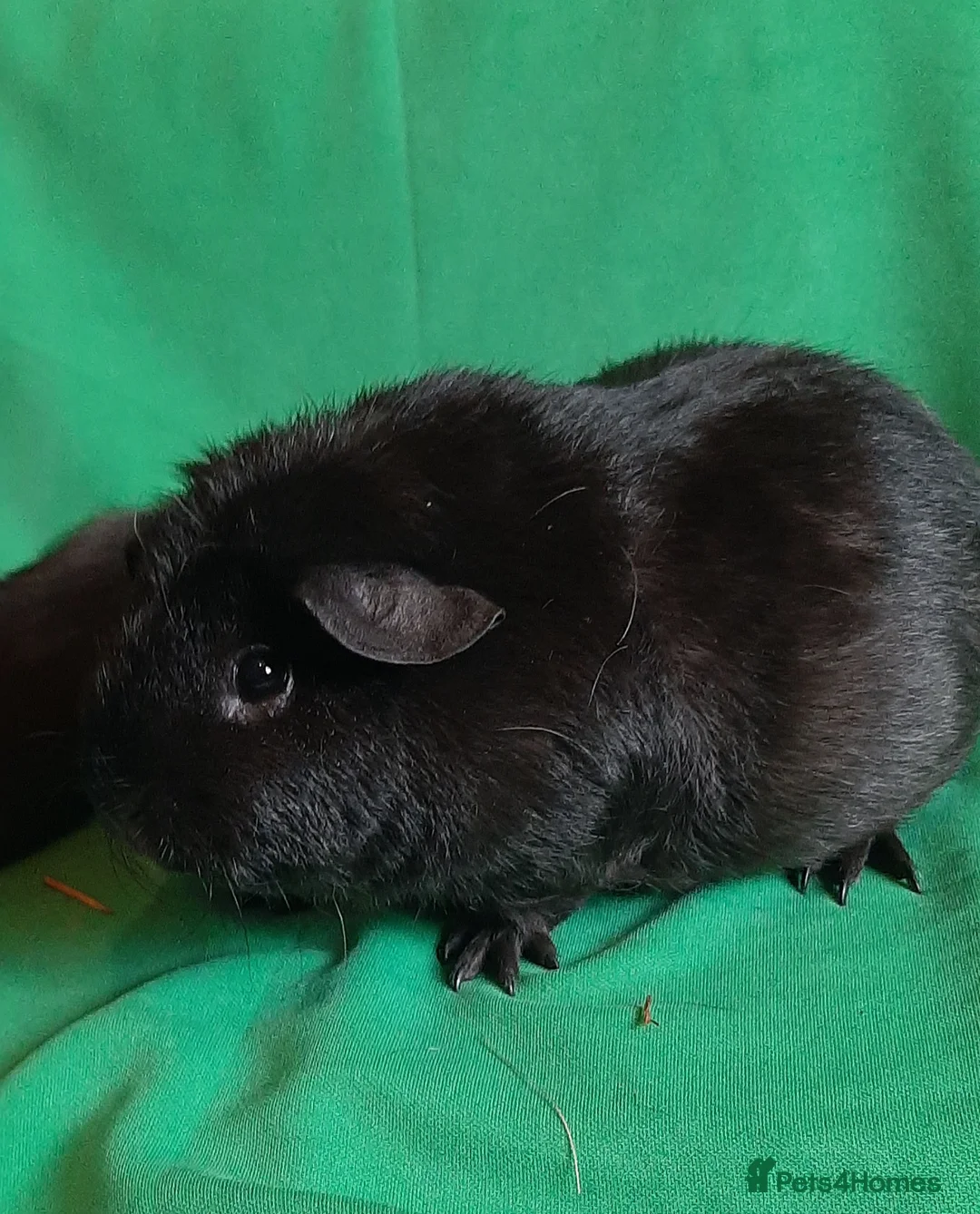 Guinea Pig rodents for sale: Guinea pig baby girls  - Advert 7