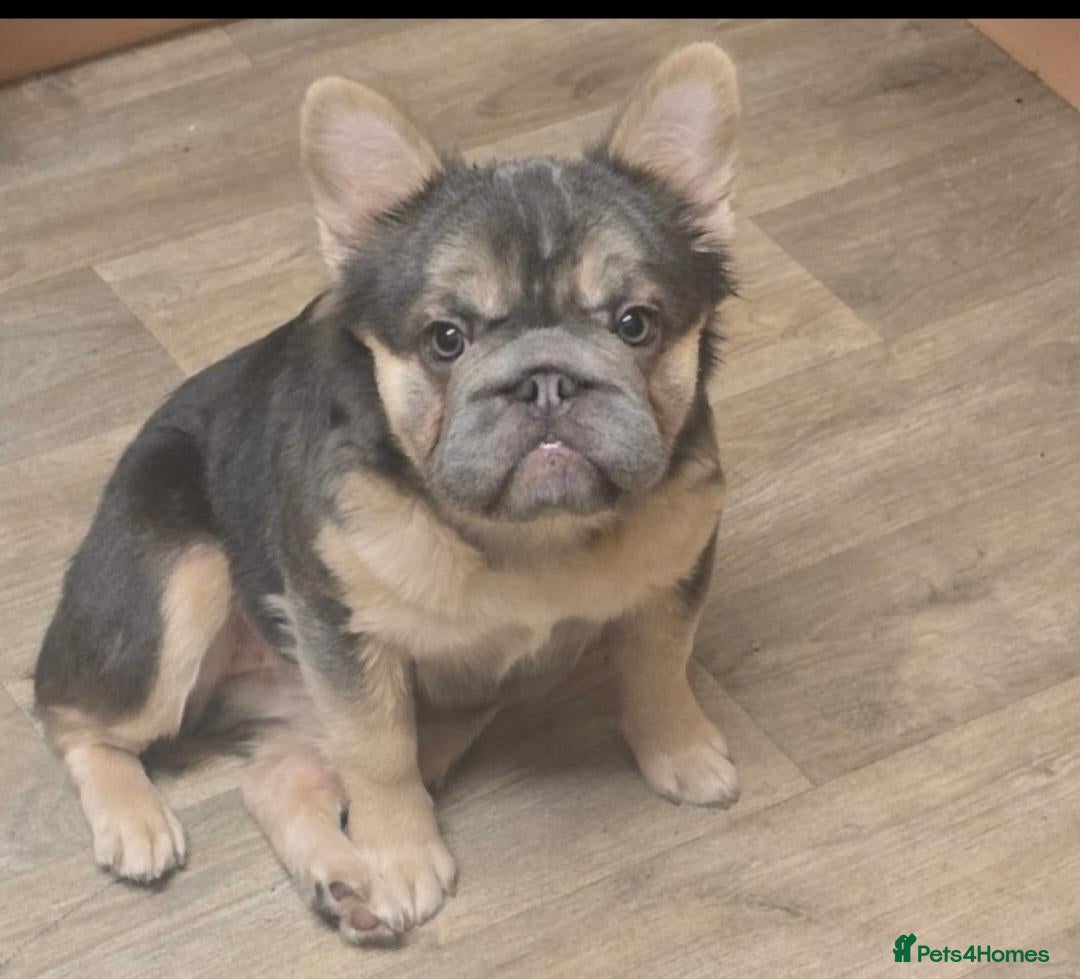 French Bulldog dogs 1 year old - Advert 4