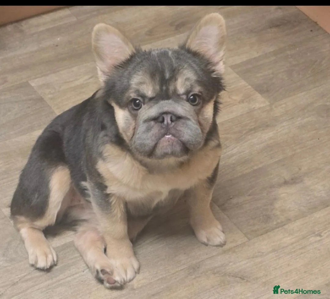 French Bulldog dogs for sale: 1 year old in Wetherby - Advert 1