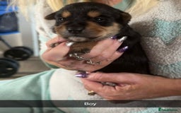 Mixed Breed dogs for sale: Jack Russel cross puppies  - Image 3