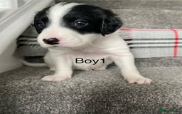 Mixed Breed dogs for sale: Cocker collie cross  - Image 23
