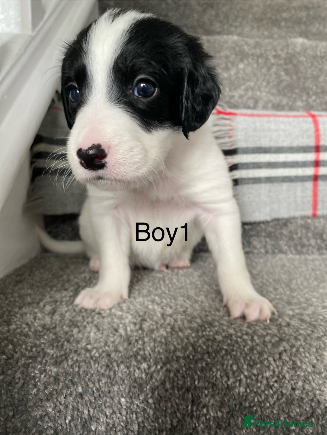 Mixed Breed dogs for sale: Cocker collie cross  - Image 23