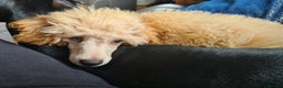 Toy Poodle dogs for stud: Proven, pra clear, kc reg Merle toy poodle  in Manchester - Advert 3