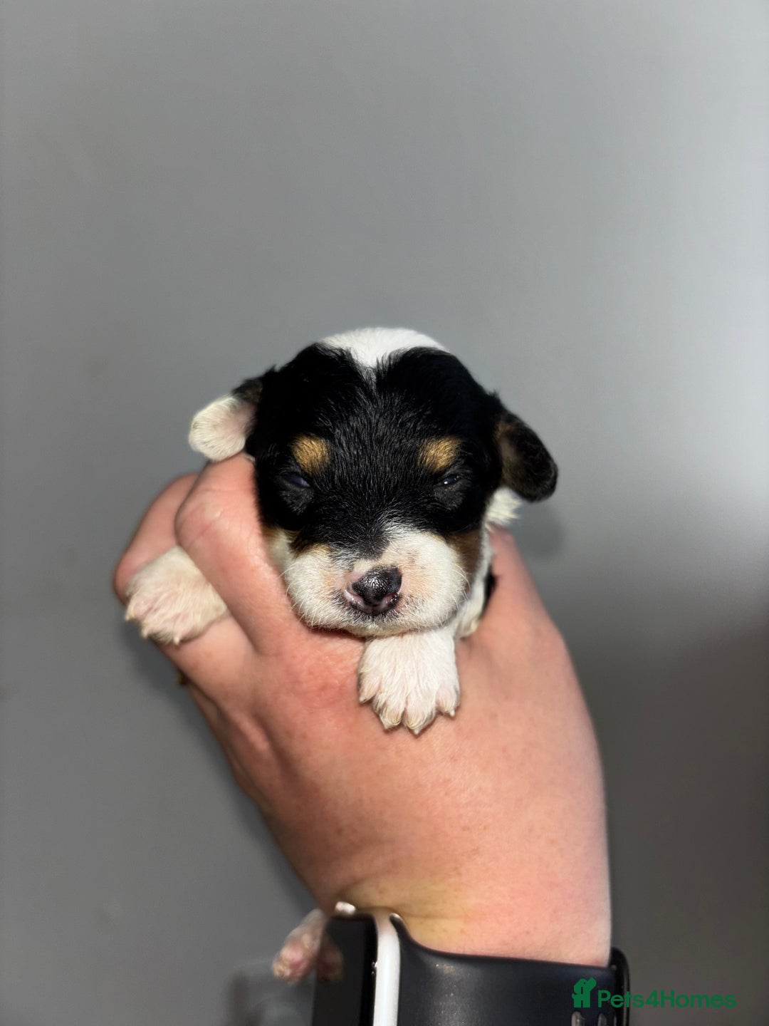 Chinese Crested dogs for sale: Chinese crested powderpuff ready September 12th - Image 31