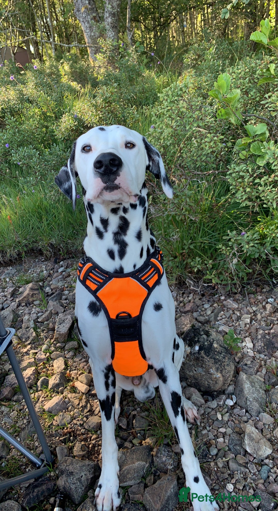 Dalmatian dogs for stud: Handsome Pongo in Denny - Image 1