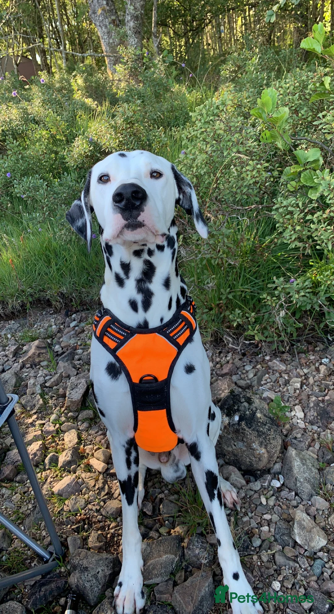 Dalmatian dogs for stud: Handsome Pongo in Denny - Advert 1