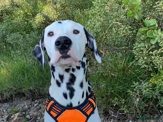Dalmatian dogs Handsome Pongo in Denny - Advert 3