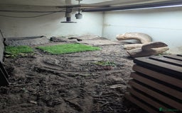 Lizard reptiles for sale: Friendly Tegu & Full Setup - Image 5