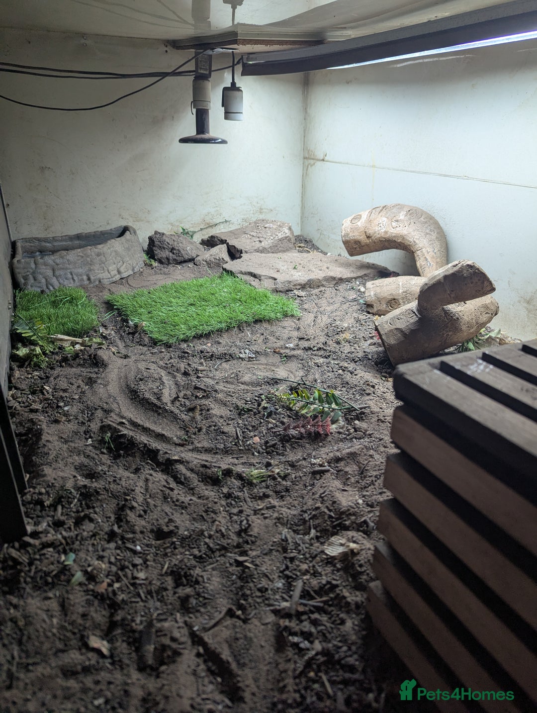 Lizard reptiles for sale: Friendly Tegu & Full Setup - Image 5