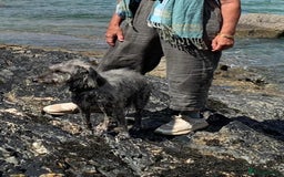 Mixed Breed dogs for sale: Bedlington terrier whippetXwhippet puppies - Image 4