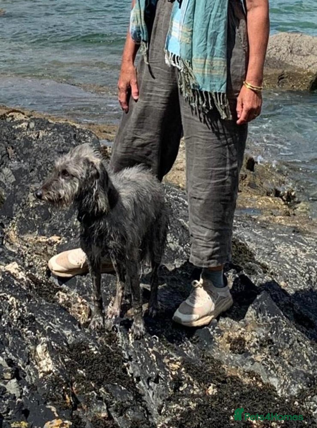 Mixed Breed dogs for sale: Bedlington terrier whippetXwhippet puppies - Image 4