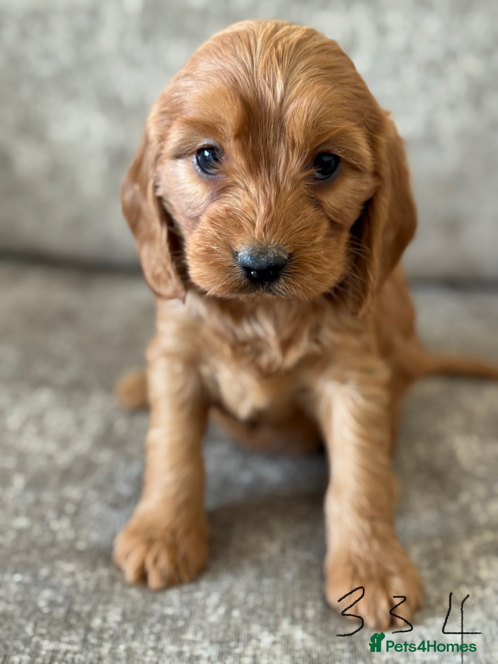 Cockapoo dogs BEAUTIFUL RED COCKERPOO LITTER  - Advert 1