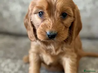 Cockapoo dogs BEAUTIFUL RED COCKERPOO LITTER - Advert 1