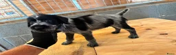 German Wirehaired Pointer dogs for sale: German wirehair pointer pups  - Advert 13