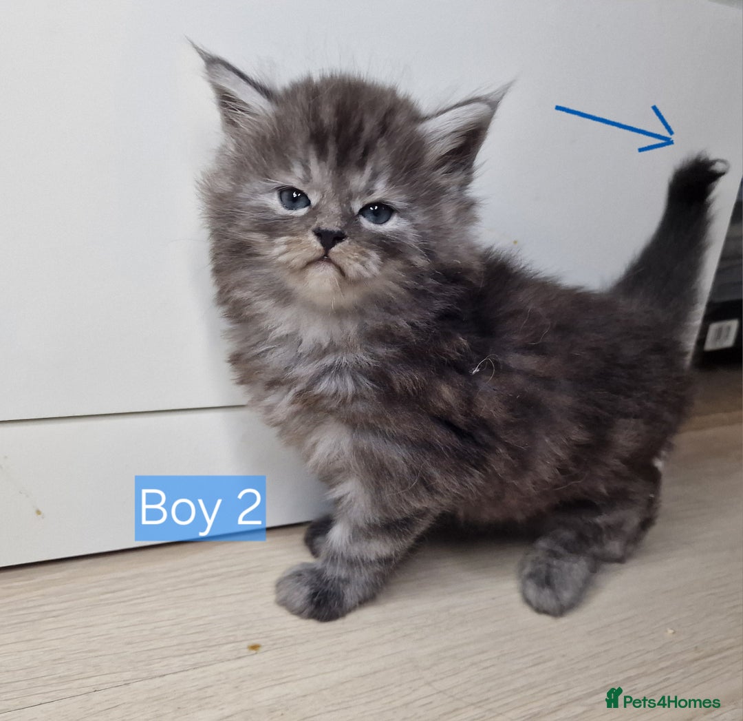 Maine Coon cats for sale: 4 mainecoon kittens looking for home in Bury - Advert 11