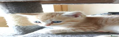 British Shorthair CHEETO