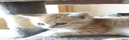 British Shorthair cats for sale: Bsh X Scotish stright kittens. - Advert 20