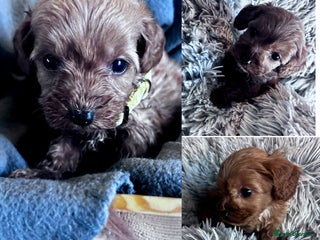 Cockapoo dogs - Advert 18