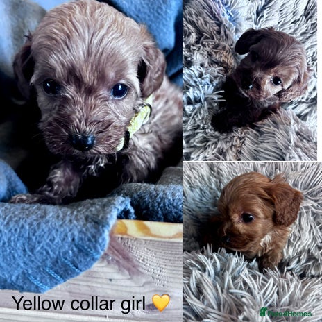 Cockapoo dogs - Advert 8