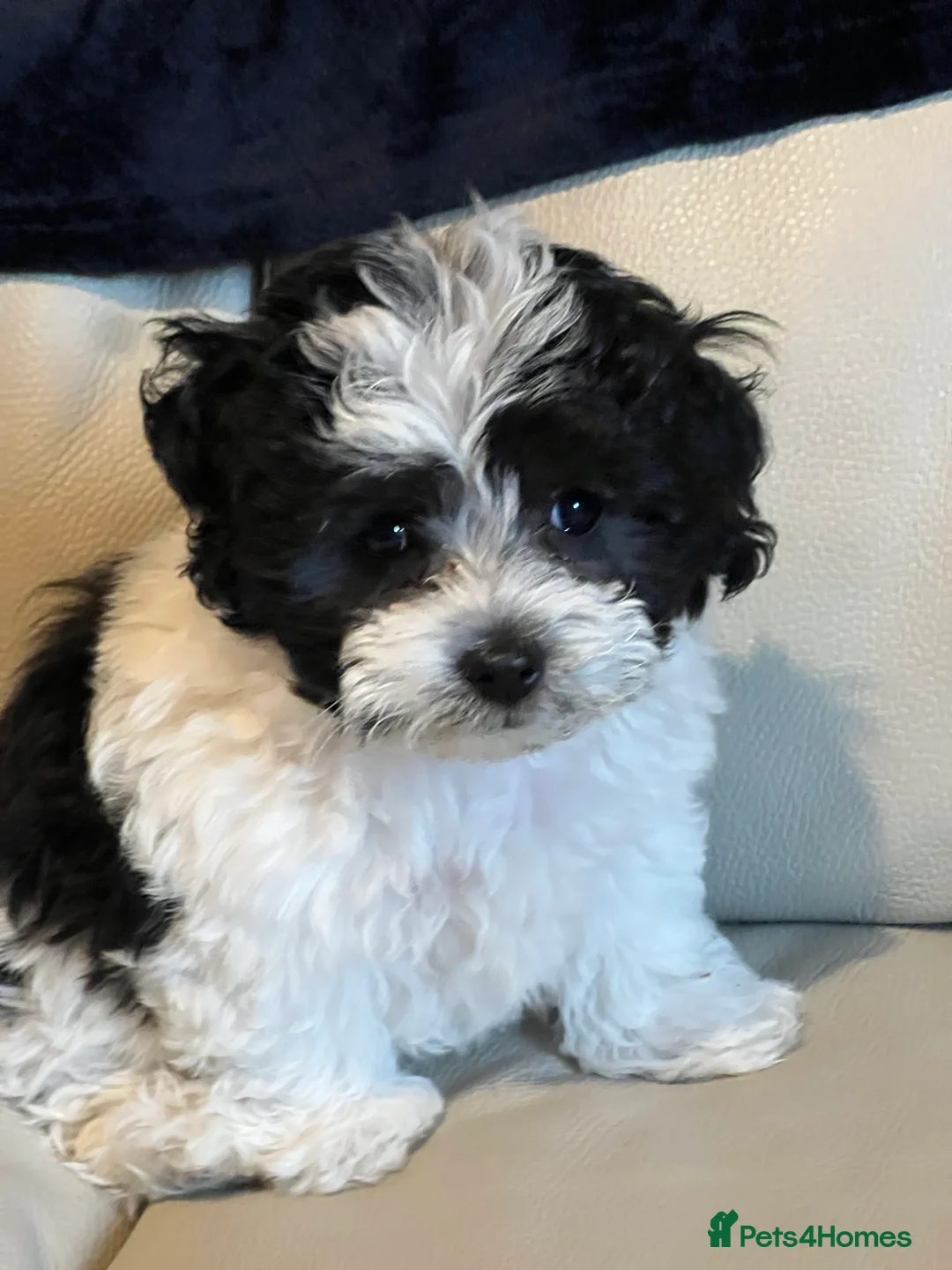 Malshi dogs for sale: Malshi puppy one boy left !! - Advert 8