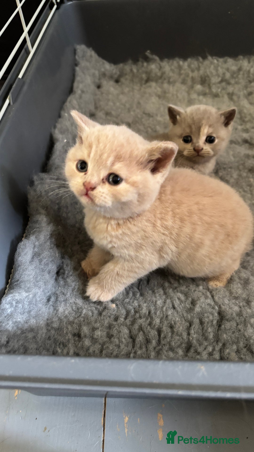 British Shorthair cats for sale: British Shorthair kittens - Image 6